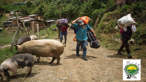 Más de 60 personas desplazadas estaría dejando enfrentamientos entre grupos armados en zona rural del municipio de Segovia, Antioquia