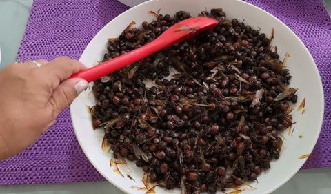 Hormigas culonas