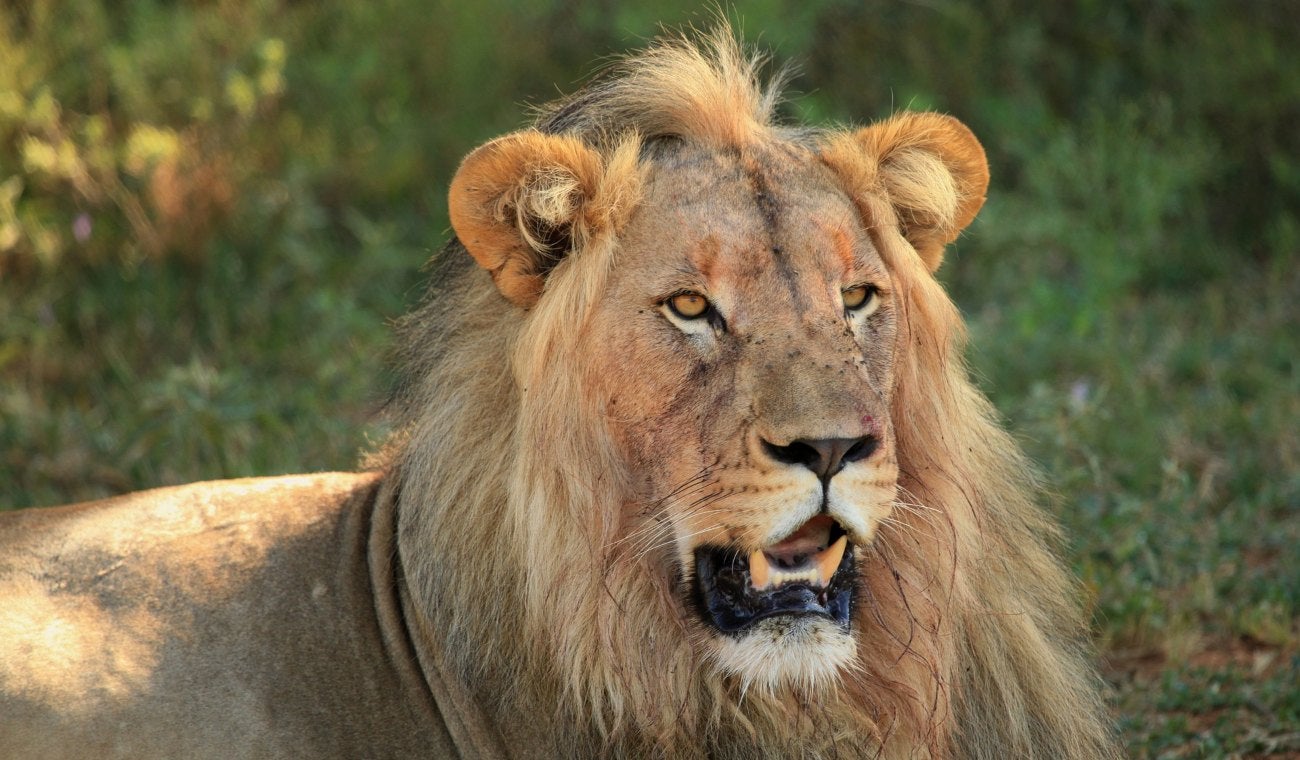 Niño sobrevive rodeado de leones