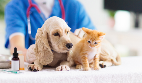 Cáncer en mascotas: ¿es la eutanasia la única opción o hay alternativas?