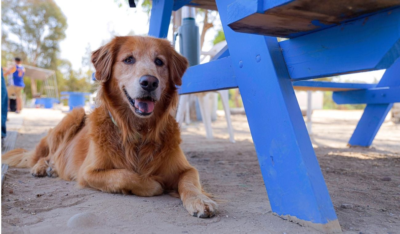 Perro