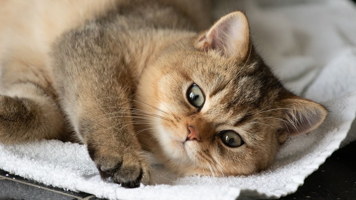 Vacunas para tu gato