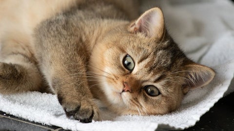 Vacunas para tu gato