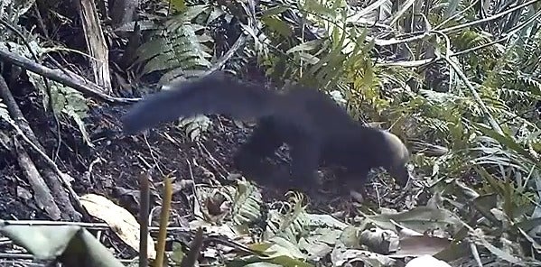 Oso hormiguero