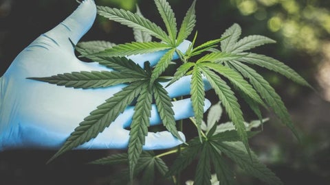 Empresarios en Colombia le apuntan a seguir creciendo en mercado del cannabis