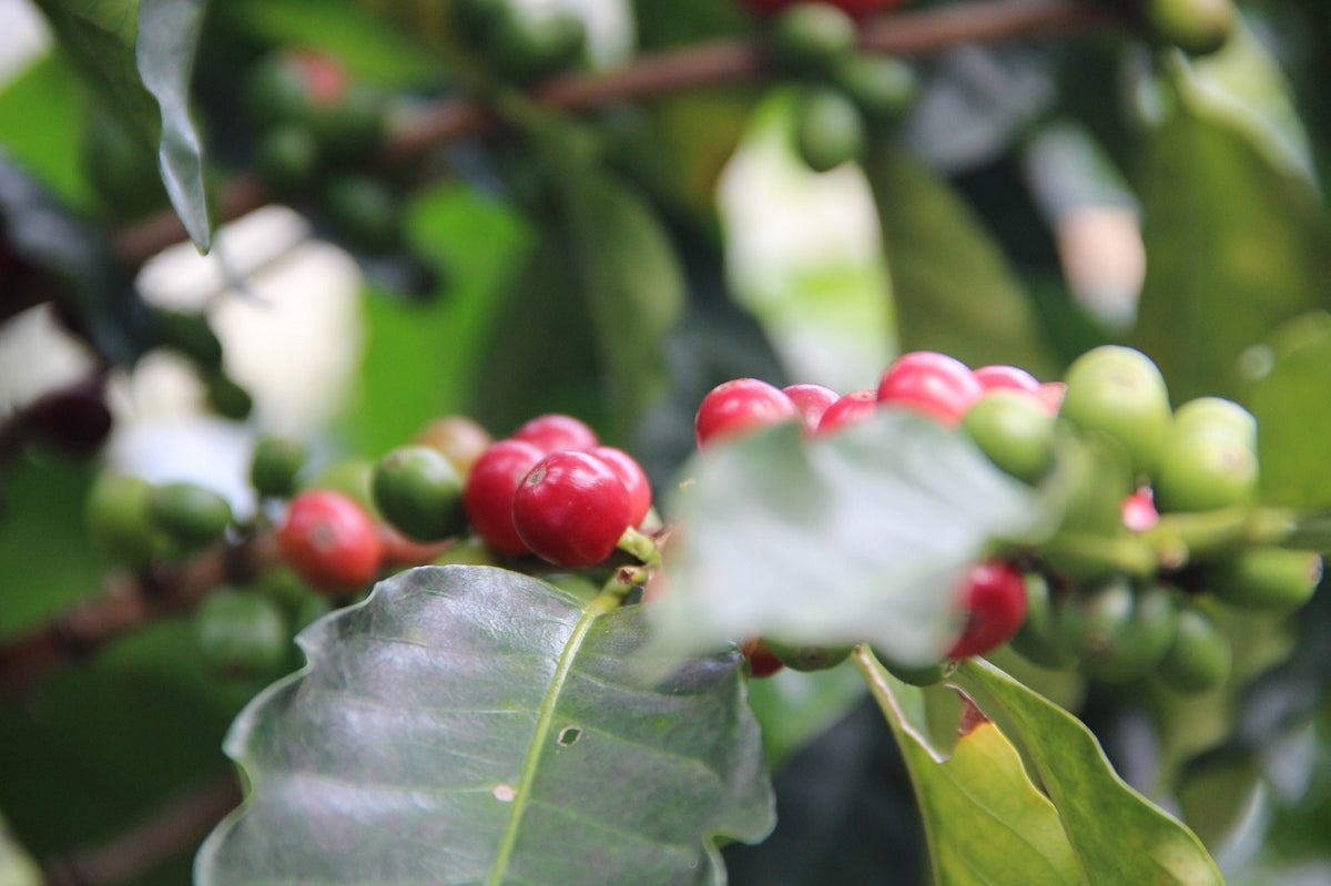 Imagen ilustrativa de la subida del café en bolsa de Nueva York