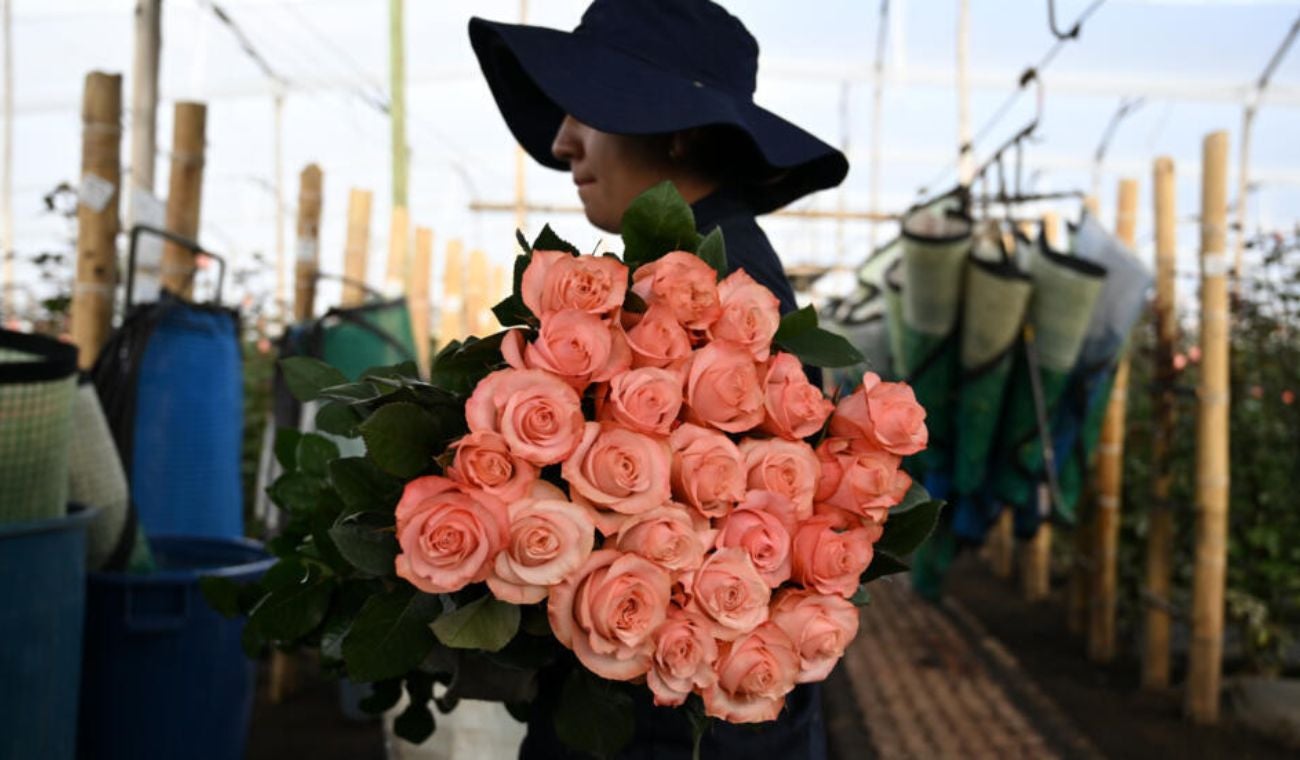 Flores colombianas