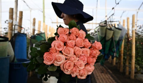 Flores colombianas