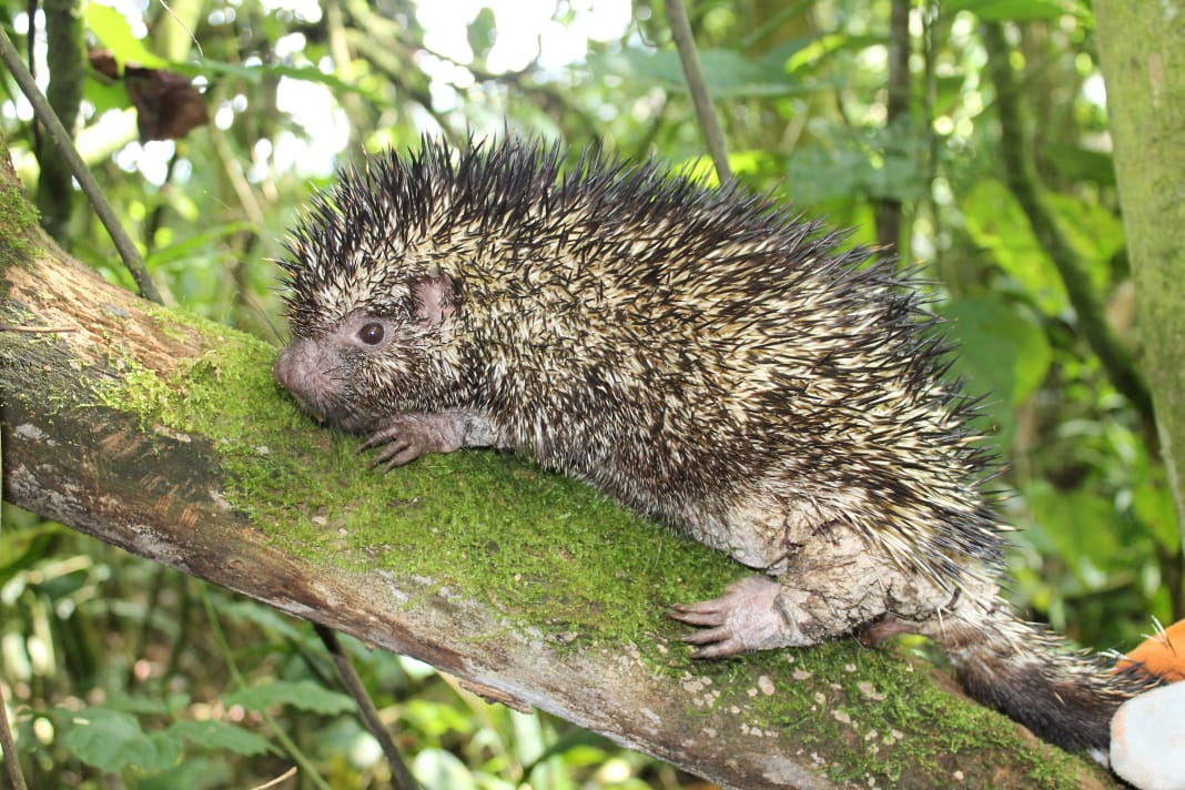 Nueva especie de puercoespín "Coendou vossi"