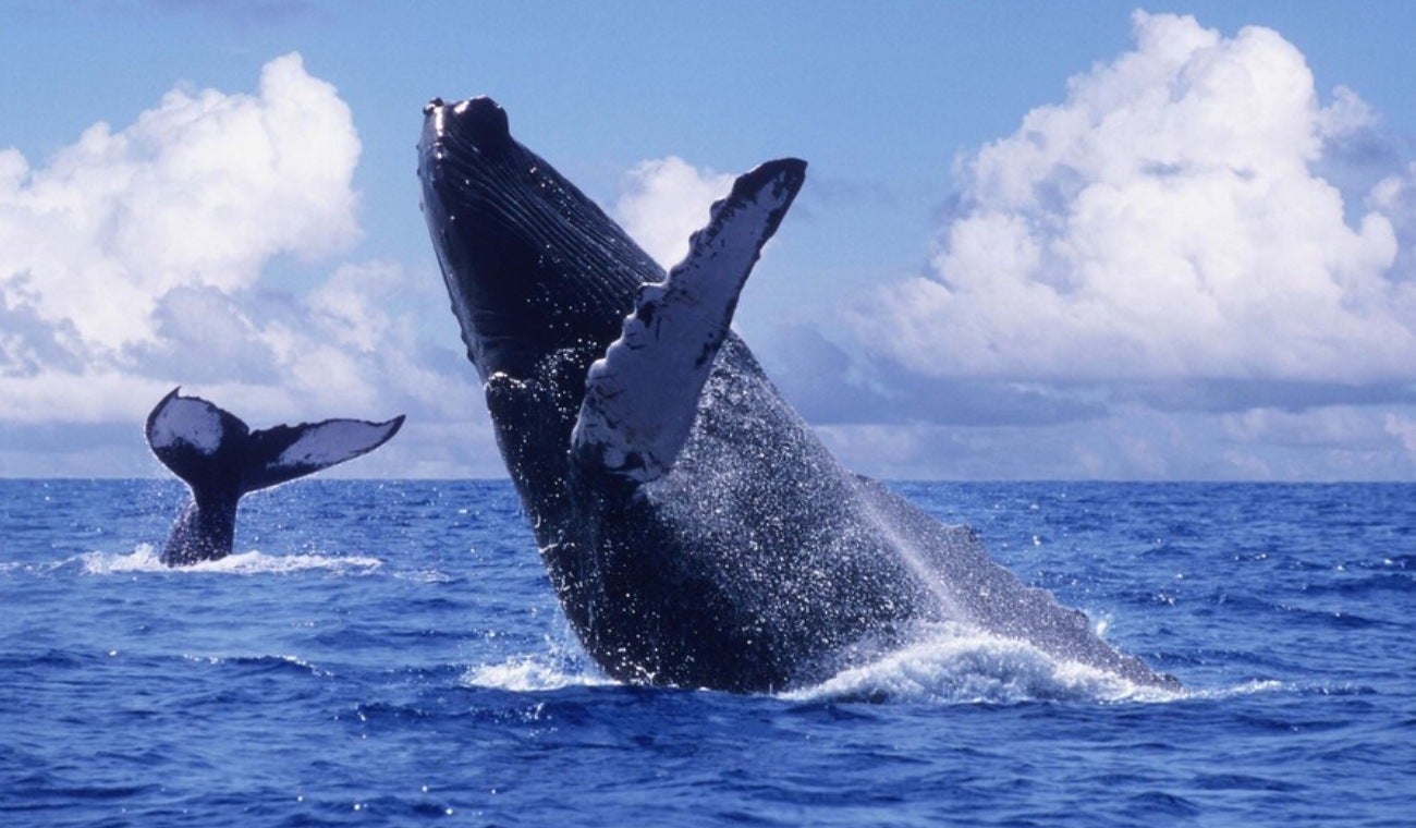Avistamiento de ballenas jorobadas en Bahía Solano