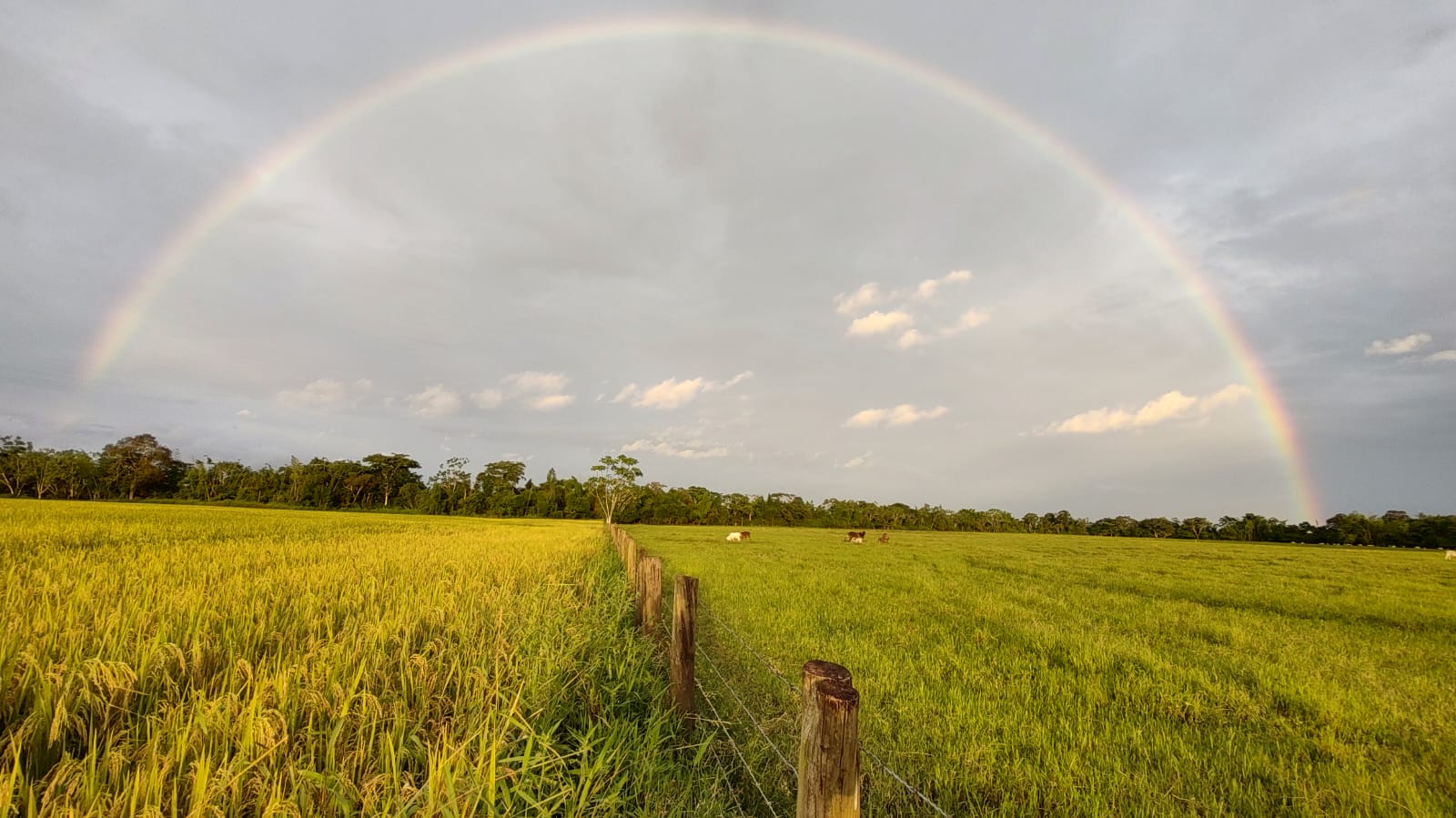 Cultivo de arroz y ganadería