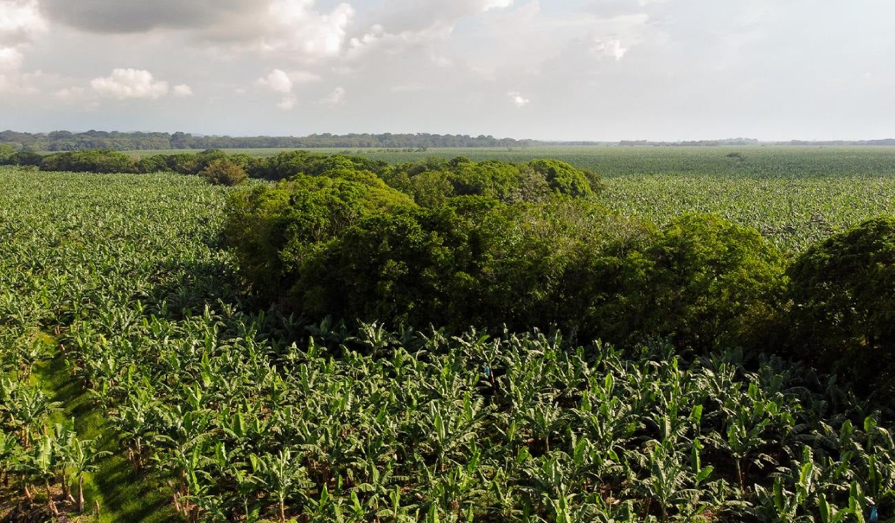 Fuerza bananera que impulsa el desarrollo económico en Urabá