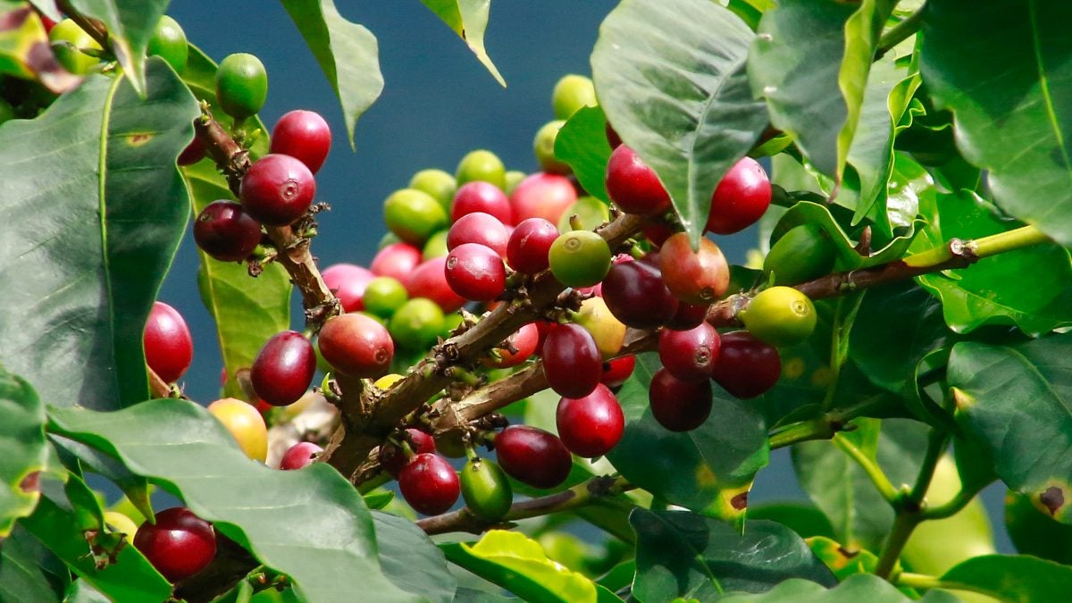 Los cafetales en Risaralda no han alcanzado las floraciones necesarias para una buena cosecha por la intensidad de lluvias que se han registrado en el arranque de este 2025