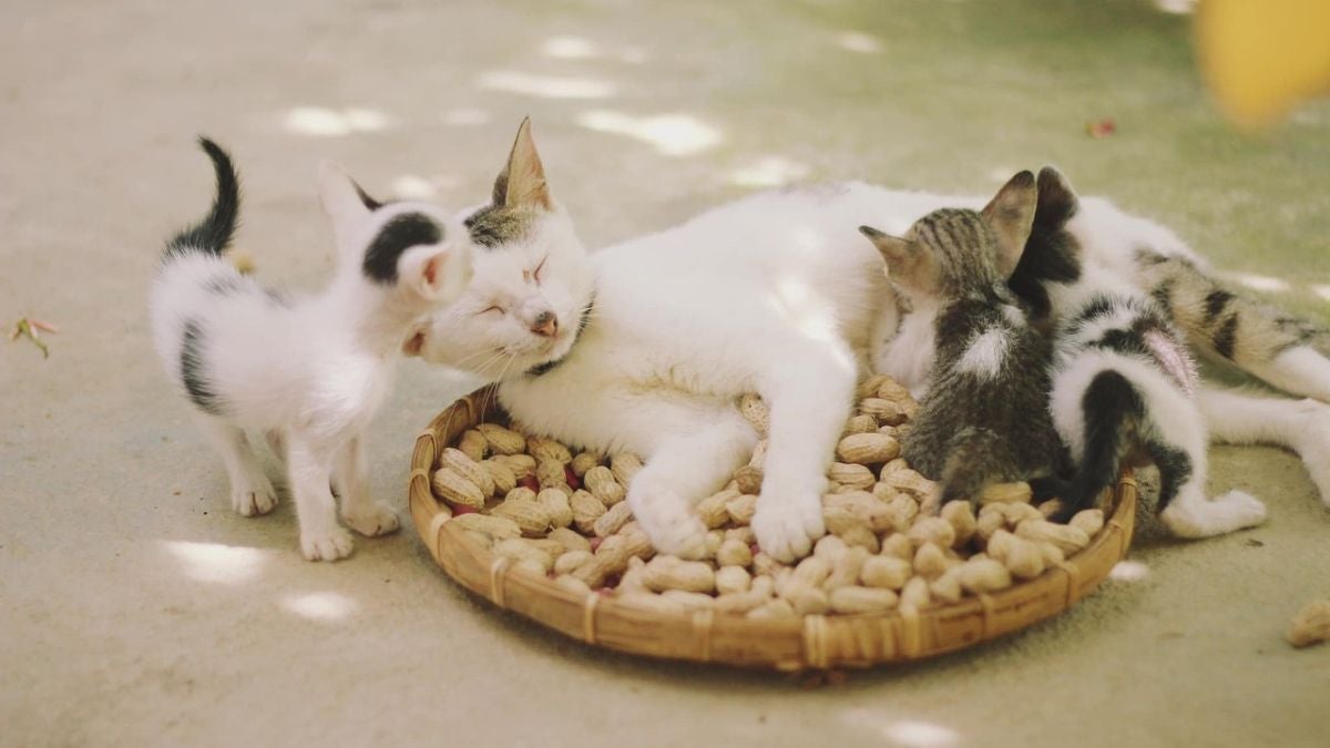 Los cinco mitos más comunes sobre los gatos: ¿Conoces alguno?