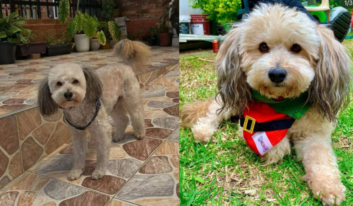 Perro robado en Bogotá "Milo"