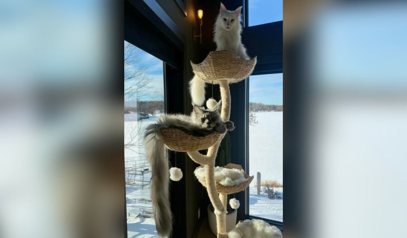El GATO con la cola más LARGA del mundo: mide 47 CENTÍMETROS