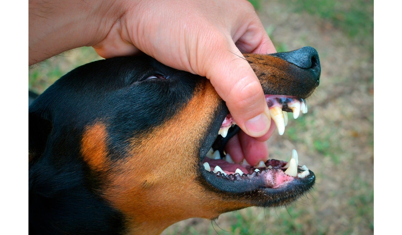 Rabia de perros