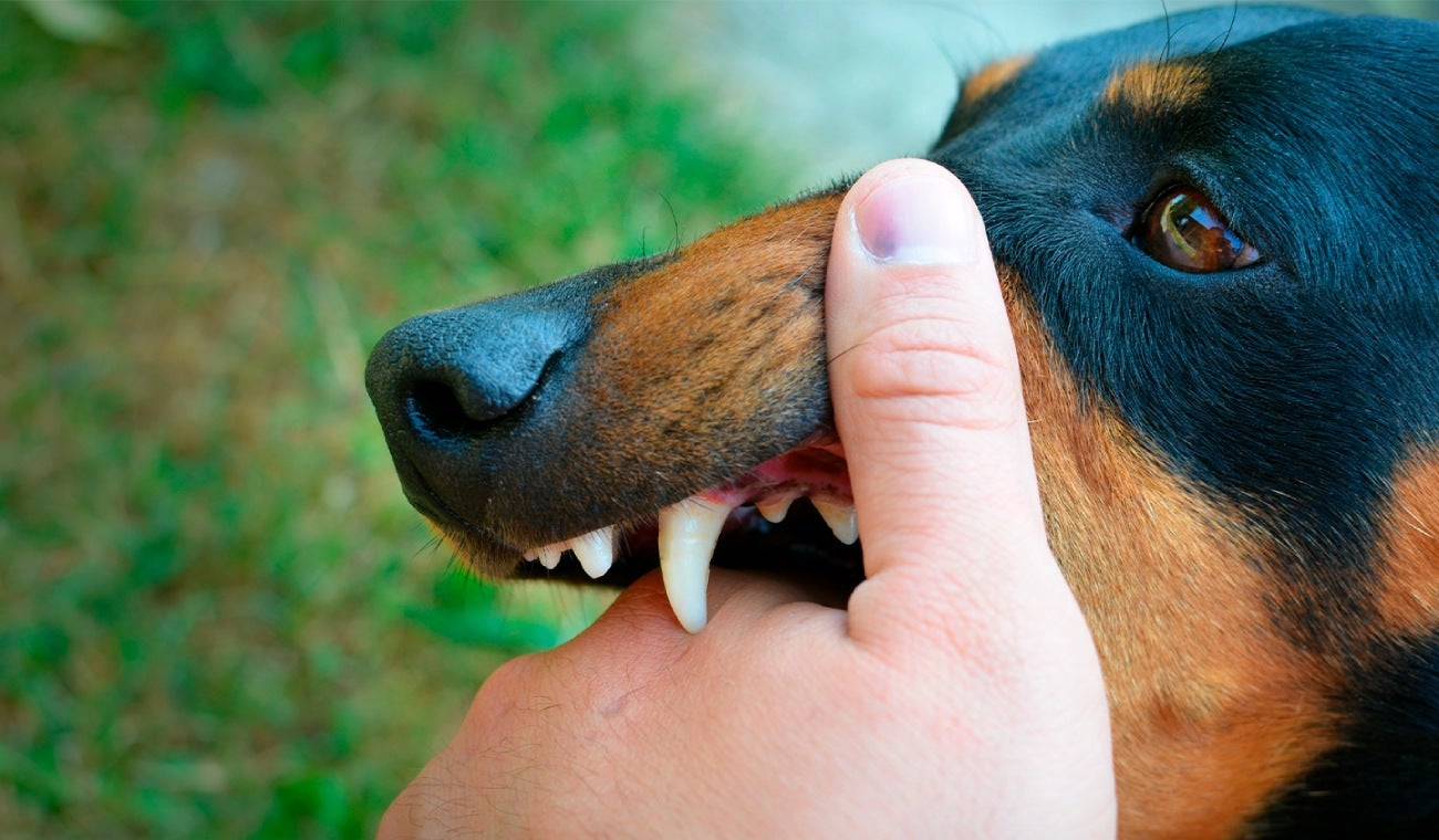 Lo mordió un perro y ¿no sabe qué hacer? Recomendaciones