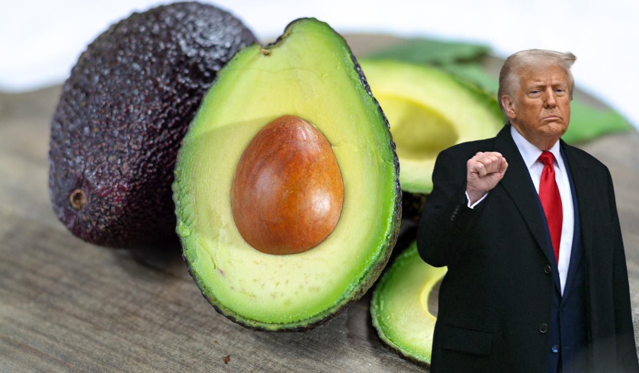 Aguacate colombiano en riesgo: arancel del 10 % en EE. UU. afecta su competitividad