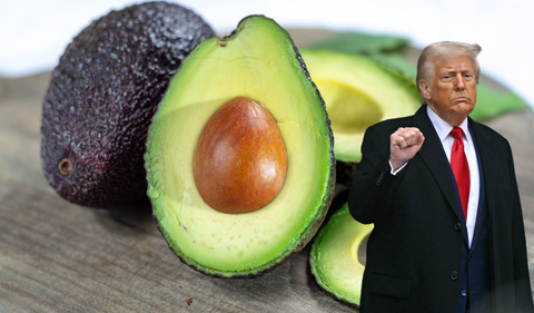 Aguacate colombiano en riesgo: arancel del 10 % en EE. UU. afecta su competitividad