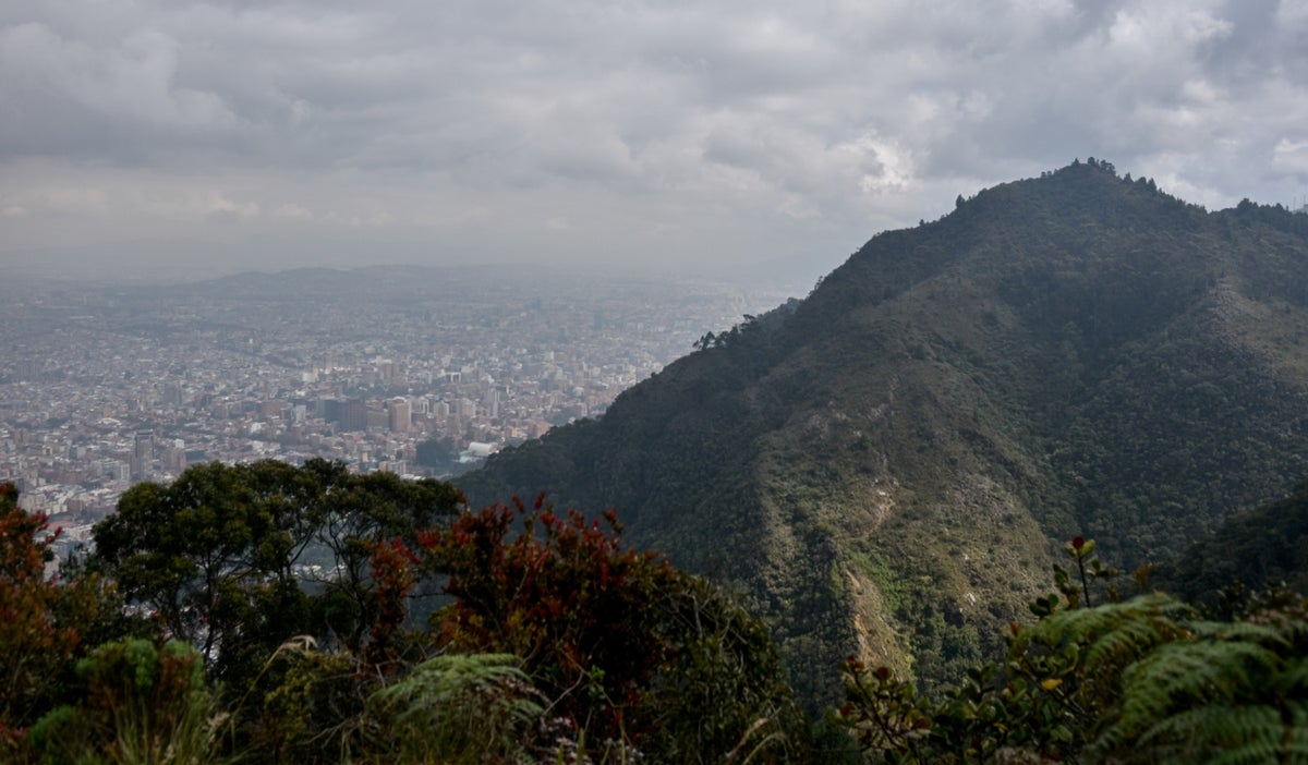 Árboles Bogotá