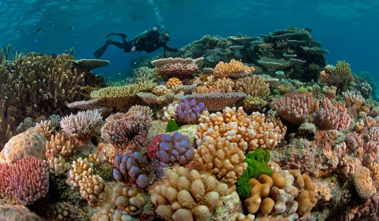 Barrera del Coral, en Australia