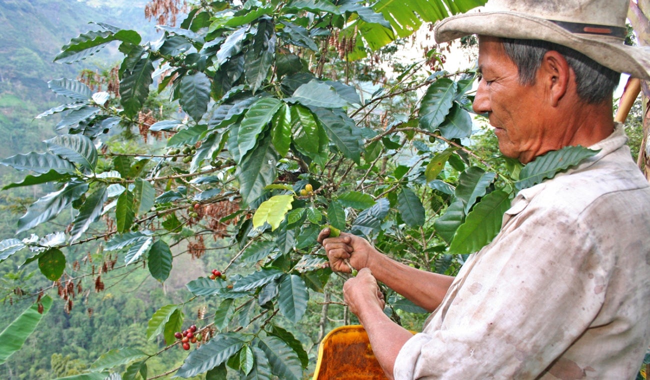 Caficultores