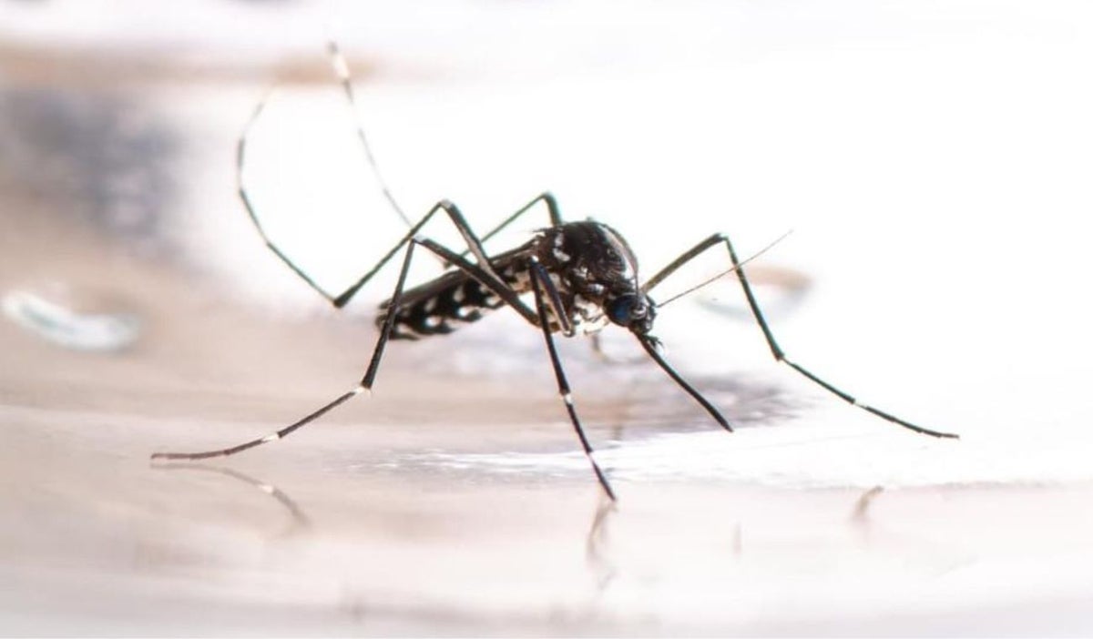 Dengue