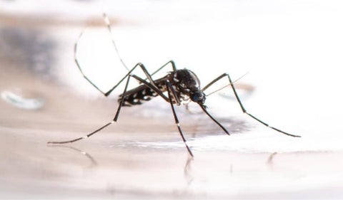 Dengue