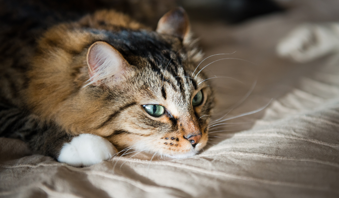 Cómo el ESTRÉS puede enfermar a los GATOS y qué hacer