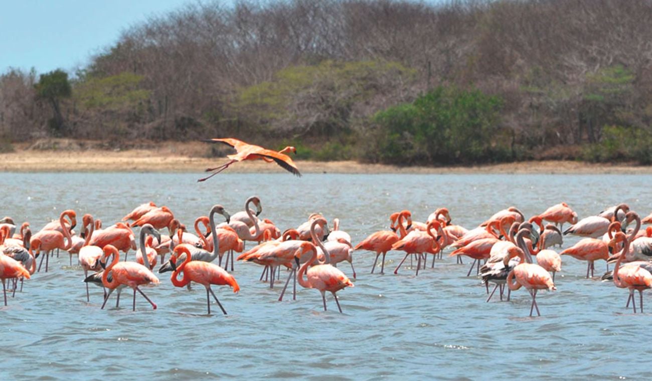 Así es el ÚNICO lugar de COLOMBIA para ver FLAMENCOS ROSADOS