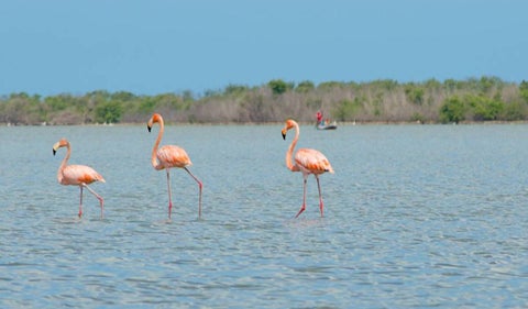 Santuario de Flora y Fauna Los Flamencos La Guajira