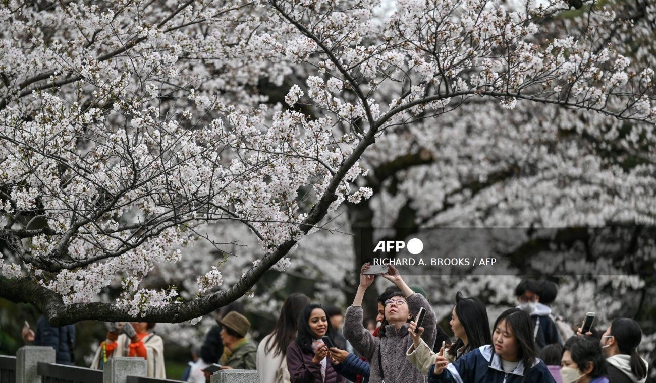 Flores en Japón