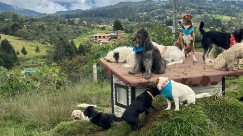 Hogar de paso Familia Peluche