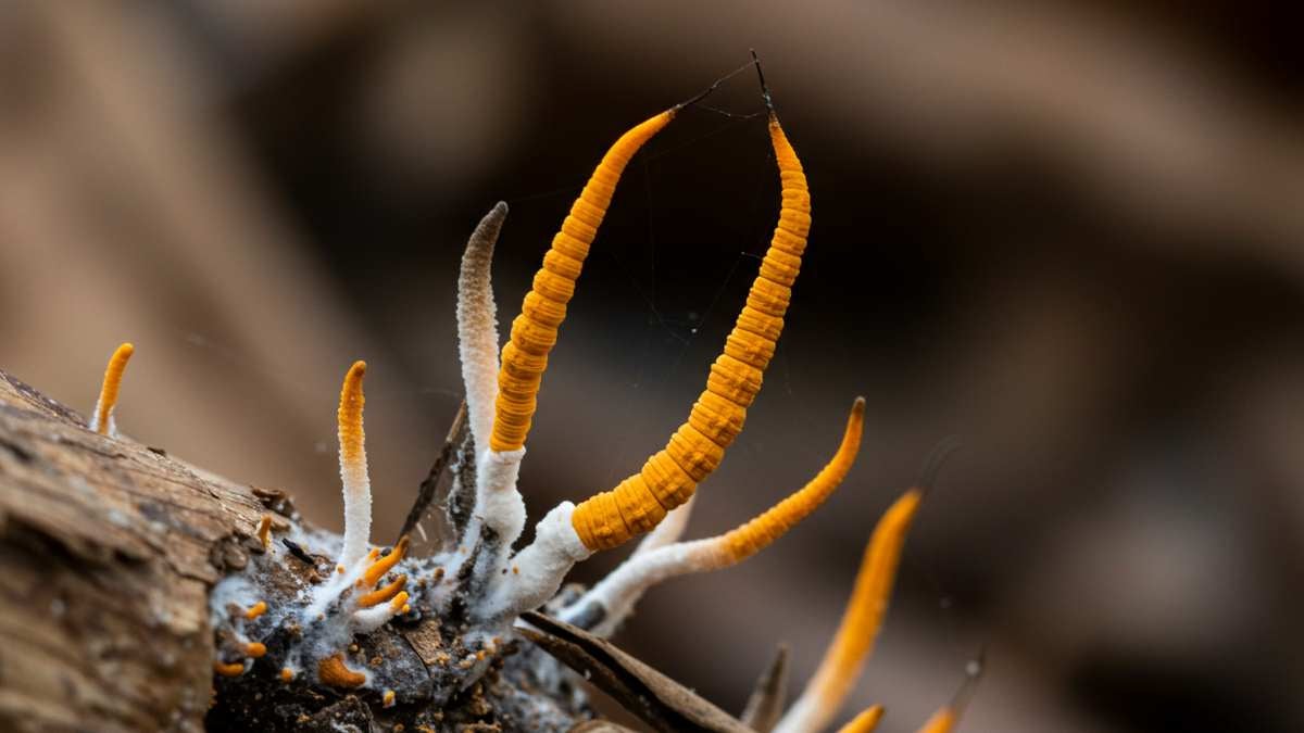 hongo cordyceps