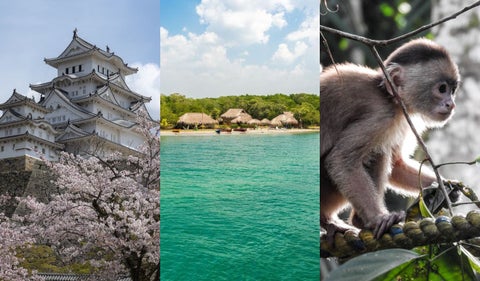 Japón, Tolú y Amazonas