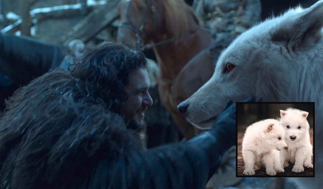Game of Thrones cobra vida: traen de regreso al lobo de la Casa Stark
