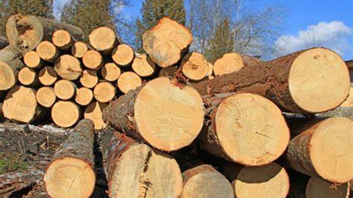 FEDEMADERAS alerta sobre aranceles de Estados Unidos a productos de madera y papel, pidiendo acción diplomática.