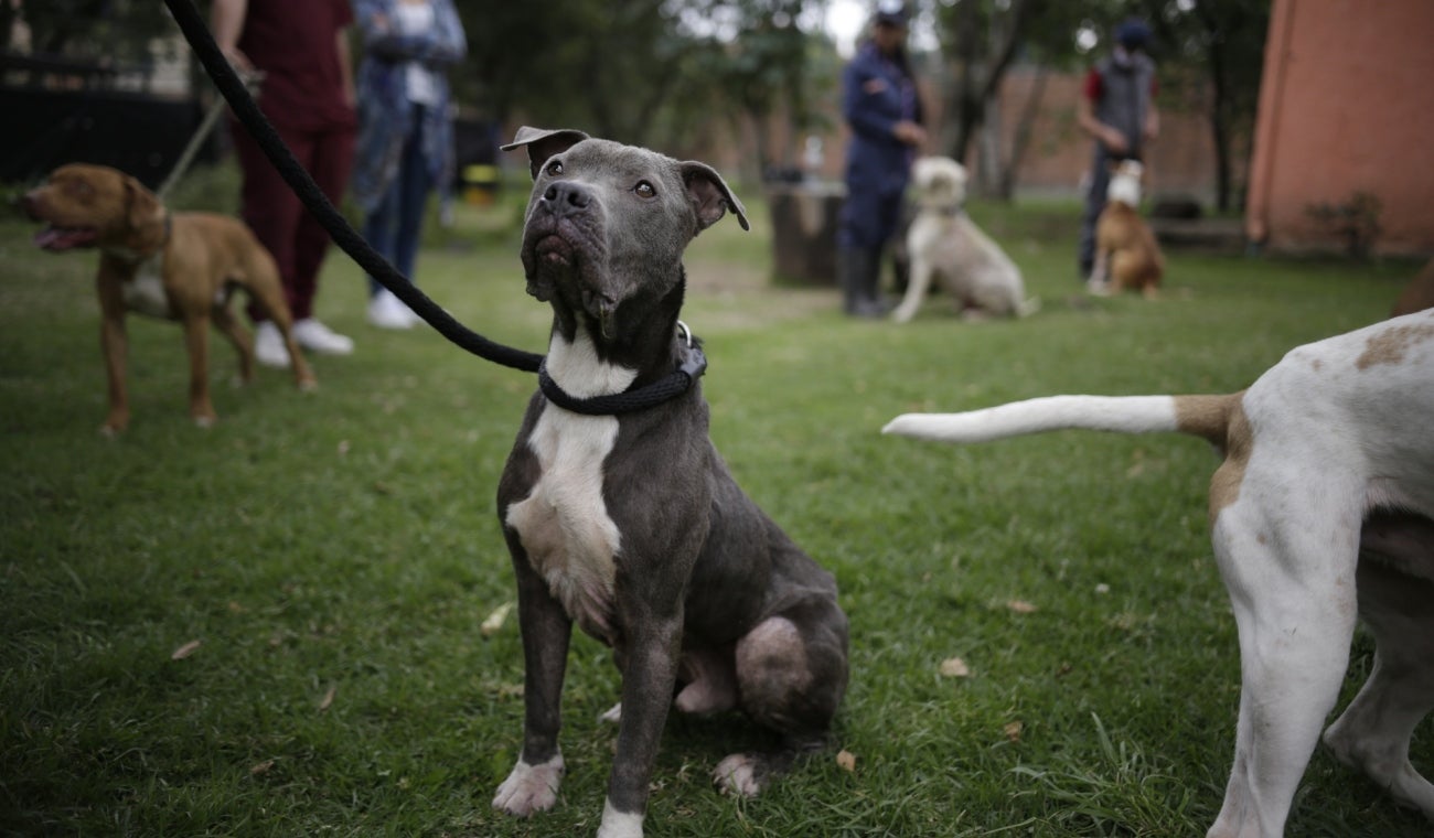 Mascotas Bogotá
