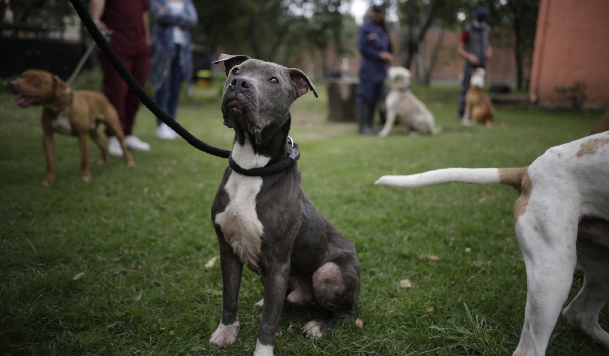 Mascotas Bogotá