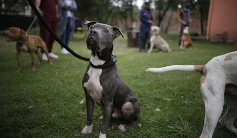 Mascotas Bogotá
