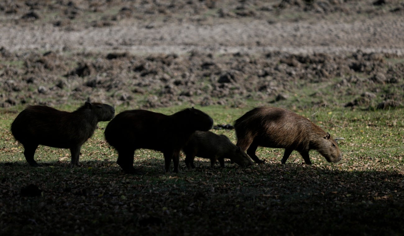 Safari Llanero
