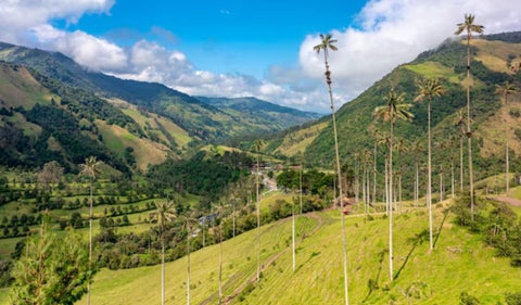 Valle del Cocora