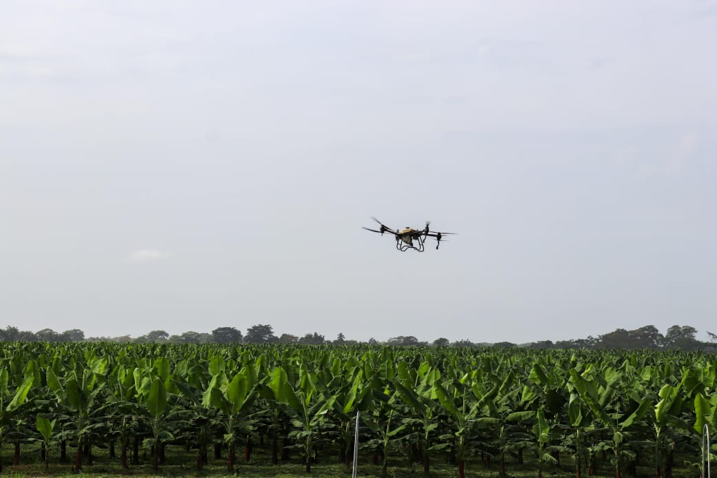 Inicia una nueva era de fumigación con drones que ahorra uso de agua en cultivos de banano en Magdalena