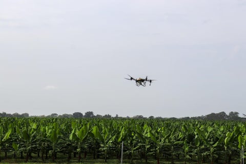 Inicia una nueva era de fumigación con drones que ahorra uso de agua en cultivos de banano en Magdalena