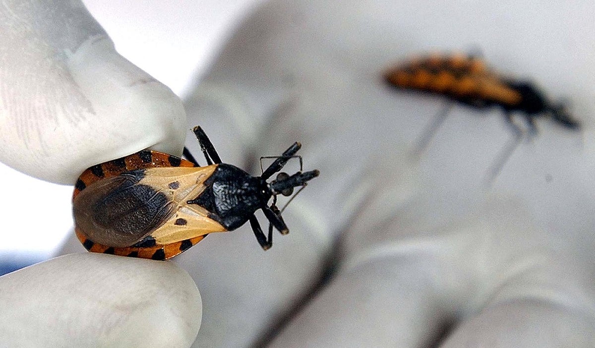Alerta en Colombia por mal de chagas