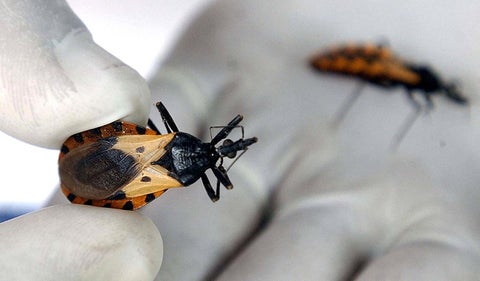 Alerta en Colombia por mal de chagas