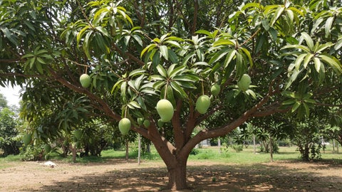 Árbol de mango