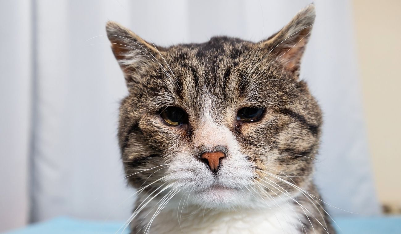 Cuándo comienza la vejez de un gato y cómo cuidarlo en esta etapa
