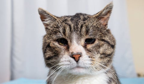 Cuándo comienza la vejez de un gato y cómo cuidarlo en esta etapa
